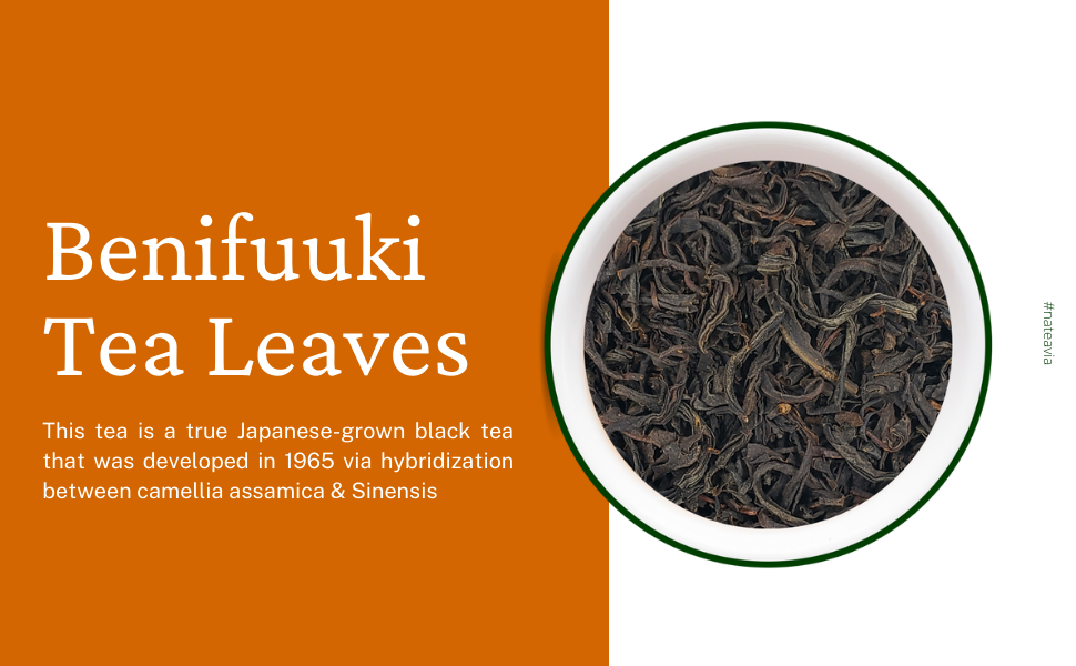 Nateavia Benifuuki - Premium Organic Japanese Loose Leaf Black Tea - Light and Smooth taste - Authentic Japanese Origin, from Shizuoka  - 50g