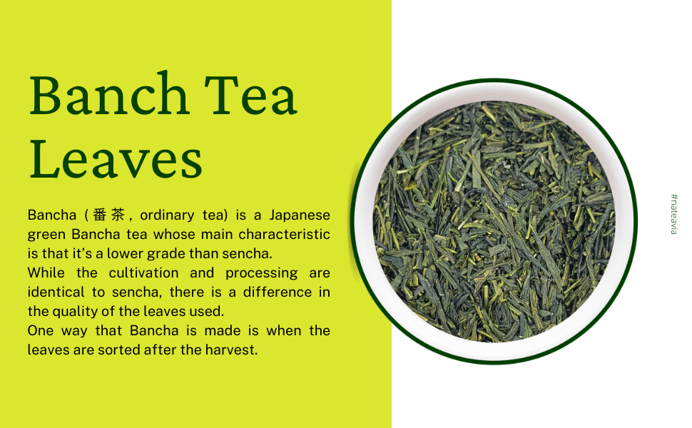 Organic Japanese Bancha Tea, Loose Leaf Green Tea from Kagoshima, Light Taste, Low Caffeine, 100g – Nateavia